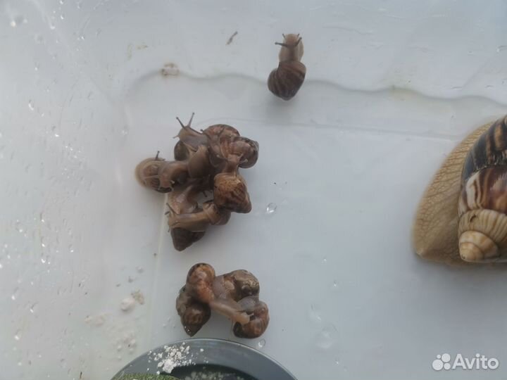 Улитки ахатины бесплатно