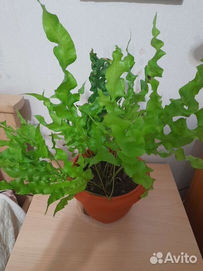 Комнатные растения