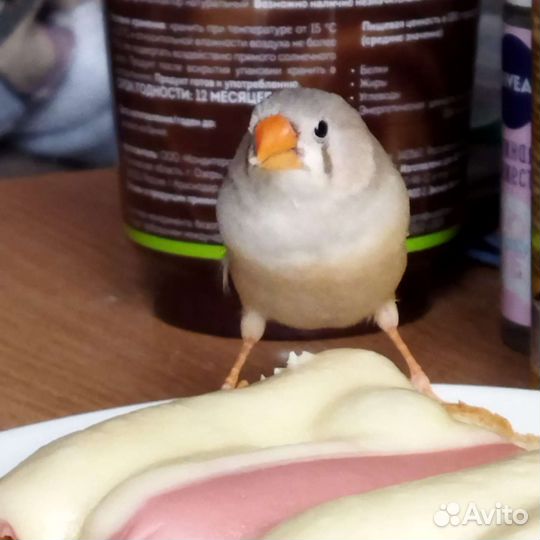 Амадины
