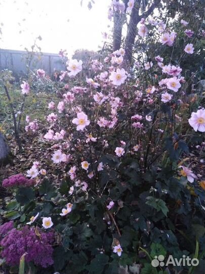 Анемона осенняя