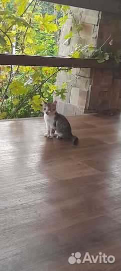 Котята в добрые руки бесплатно