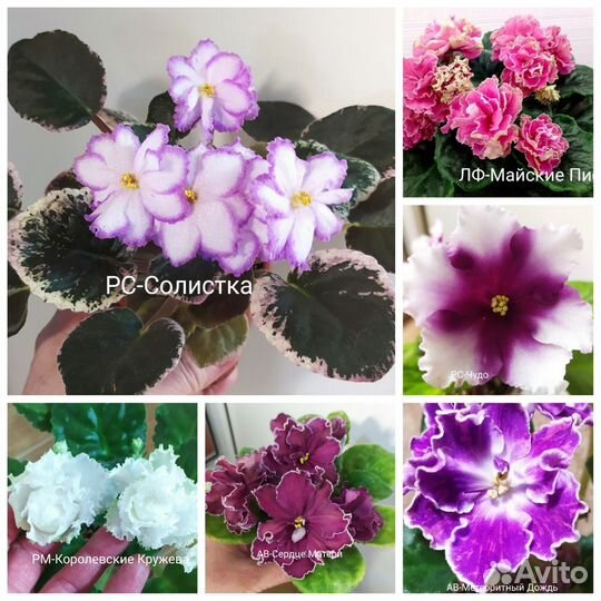 Детки сортовых фиалок