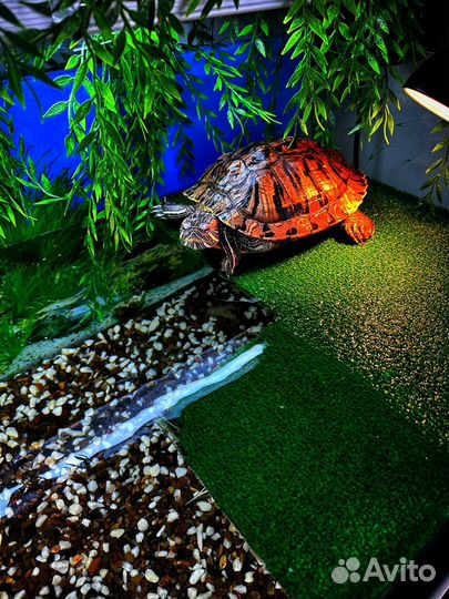 Черепашки красноухие бесплатно