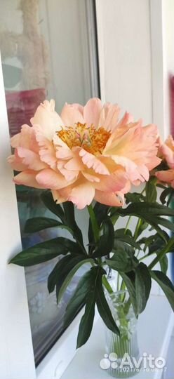 Пион Коралл Сансет