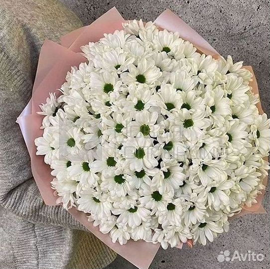Хризантема Цветы Доставка