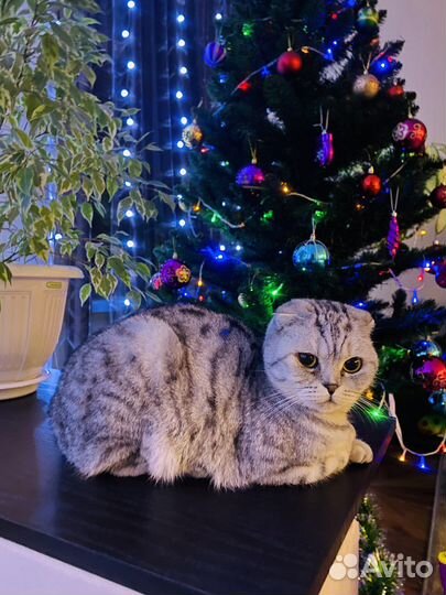Кошка для вязки