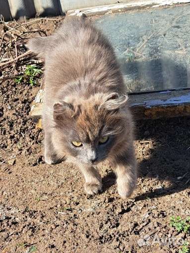 Котенок мальчик серый