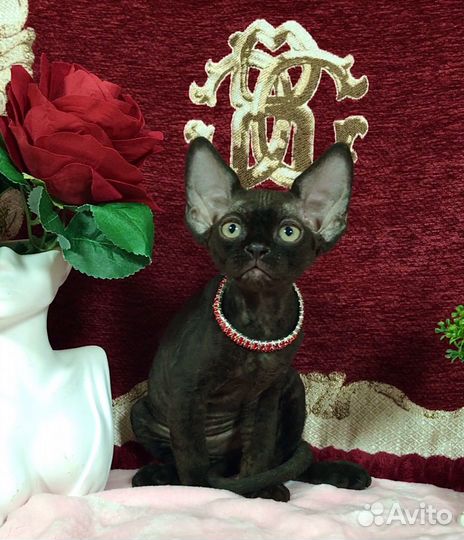 Девон-рекс черные мальчики