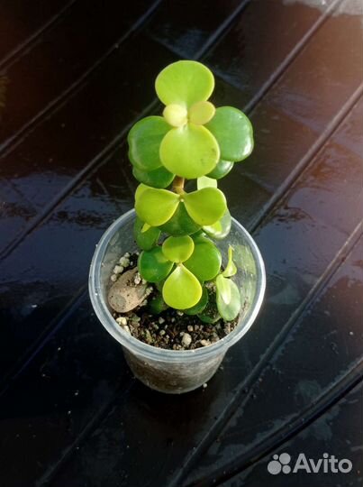 Портулака, портулакария,эониумы