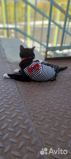 Кошка в дар