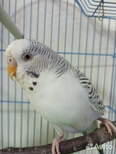 Волнистые попугайчии