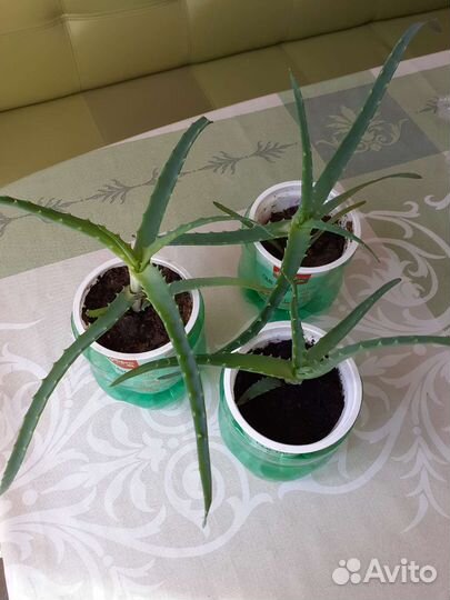 Алоэ столетник