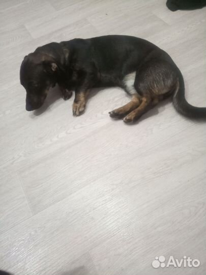 Собака в добрые руки отдам бесплатно