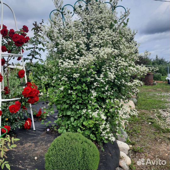 Клематис манжурский