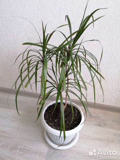 Драцена, гибискус, диффенбахия и др