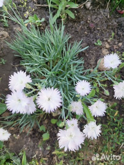 Многолетние цветы