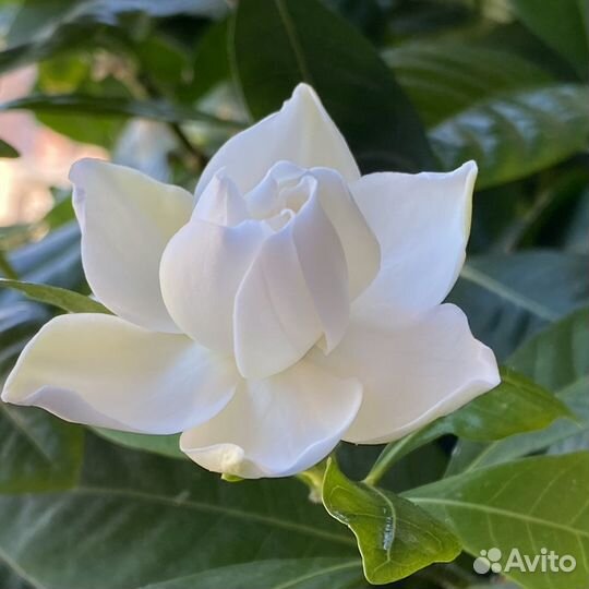 Гардения жасминовидная