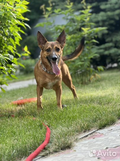 Ник ищет дом