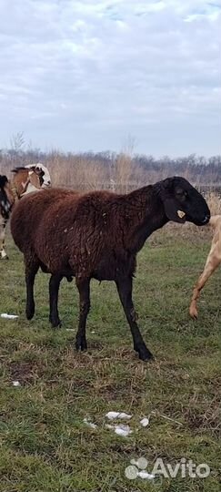 Баран гисар. Джерси телка