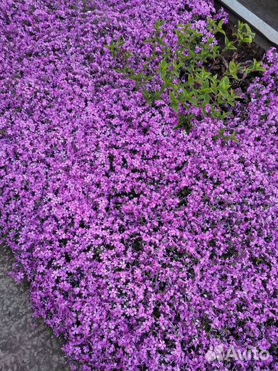 Флокс шиловидный