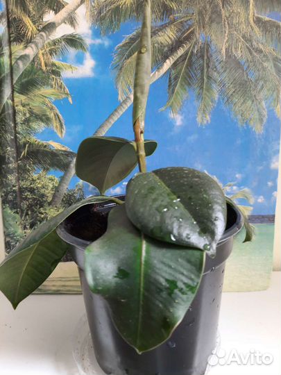 Комнатные растения.Фикус каучуконосный