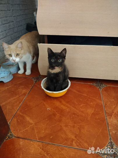 Кошки