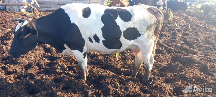 Продам корову