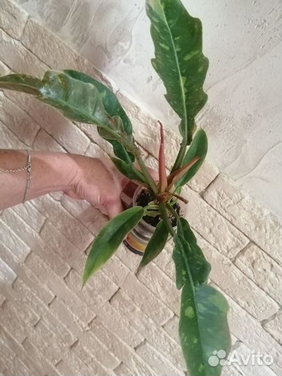 Филодендрон ринг оф файер