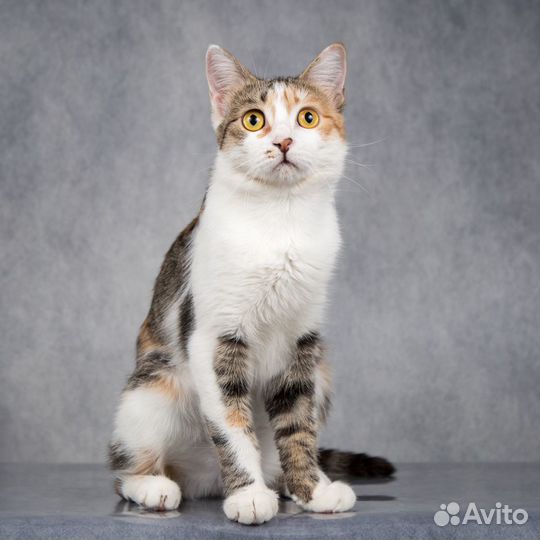 Трехцветная ласковая кошка Сильвия