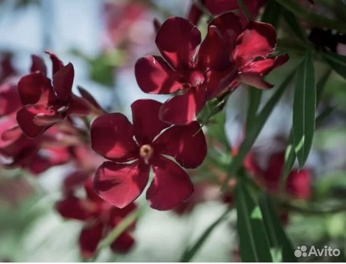 Семена Олеандра