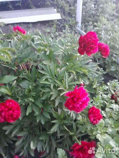 Пион травянистый ранний Rubra Plena