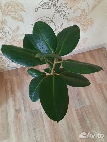 Фикус каучуконосный