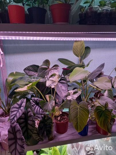 Фитолампа для растений uniel