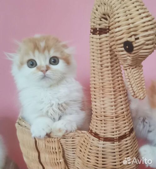 Хайленды фолды и страйты