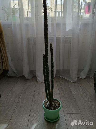 Кактус. Аустроцилиндропунция Шиловидная