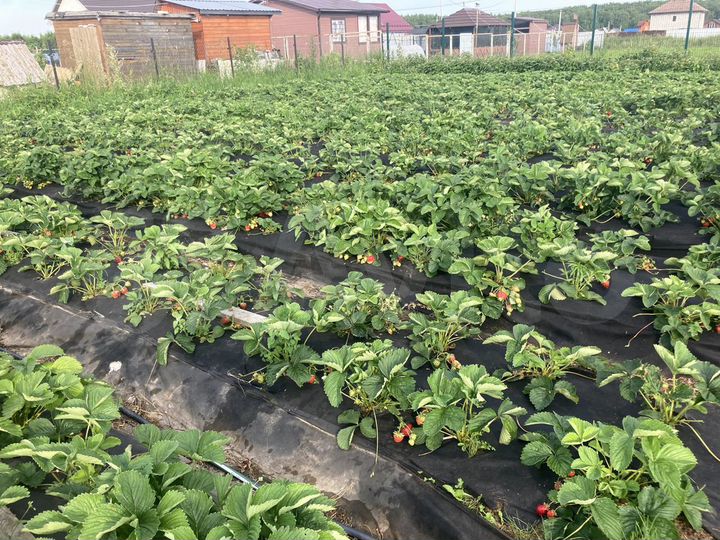 Участок 10 сот. (СНТ, ДНП)