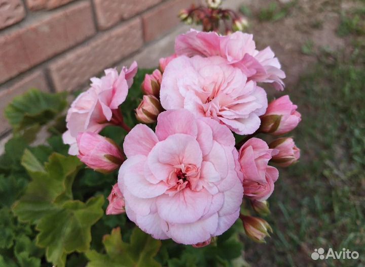 Пеларгония Леона Галактика