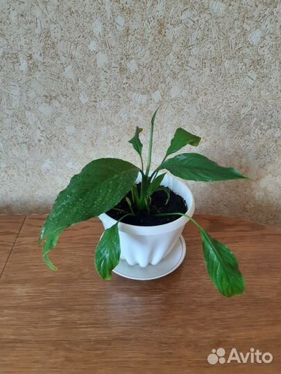 Спатифилум