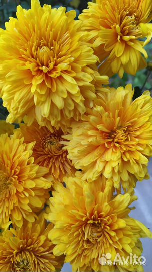 Хризантемы ,и мультифлоры