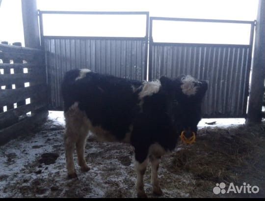 Продам бычка