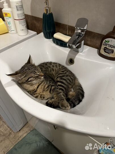 Котенок 5 мес вроде бенгальский