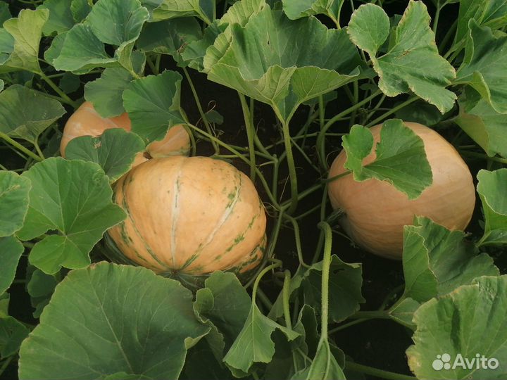 Продам тыкву