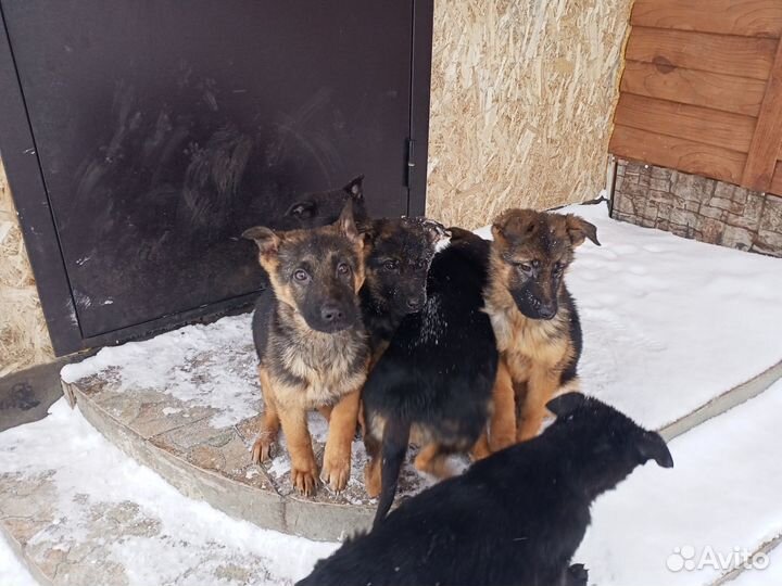 Собаки щенки немецкая овчарка