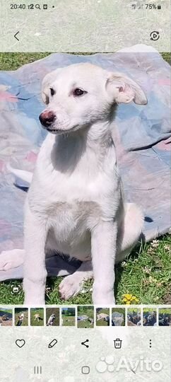 Щенки в добрые руки