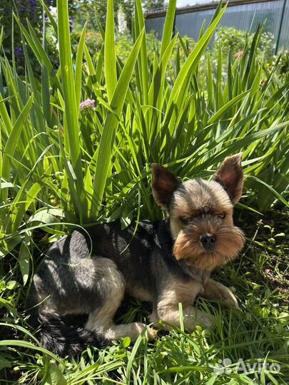 Йоркширский терьер вязка