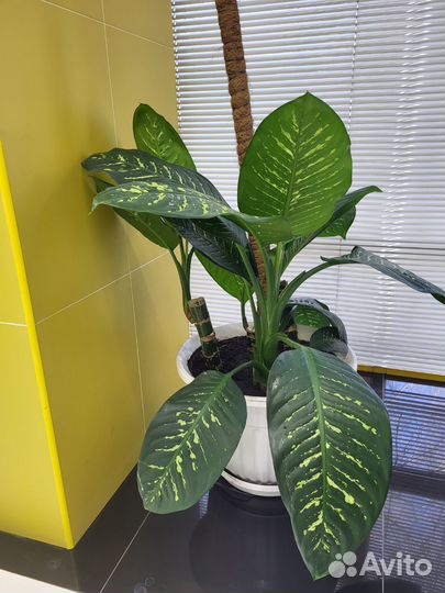 Диффенбахия