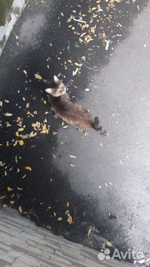 Кошка