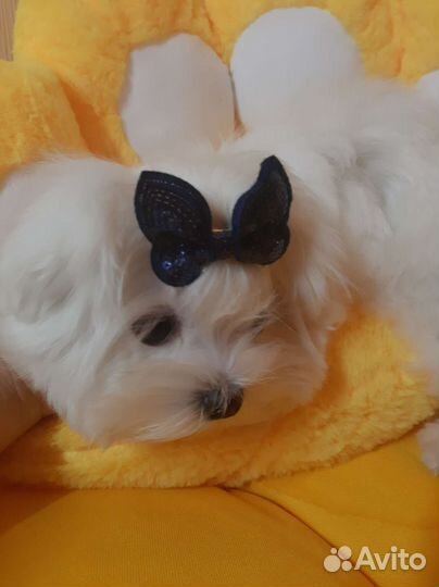 Мальтезе. Мальтийская болонка