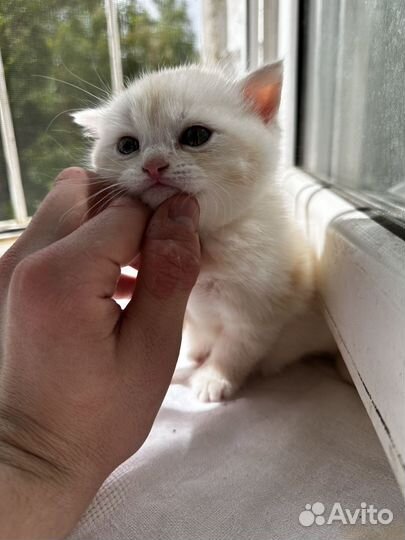 Британские котята