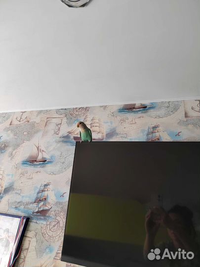 Попугай неразлучник с клеткой